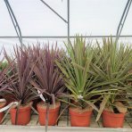 Kordylína austrálska (Cordyline australis) ´CHOCOLATE MINT´ výška: 50-70 cm, C5L (-12°C)